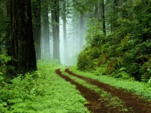 400_1221409278_sendero-bosque